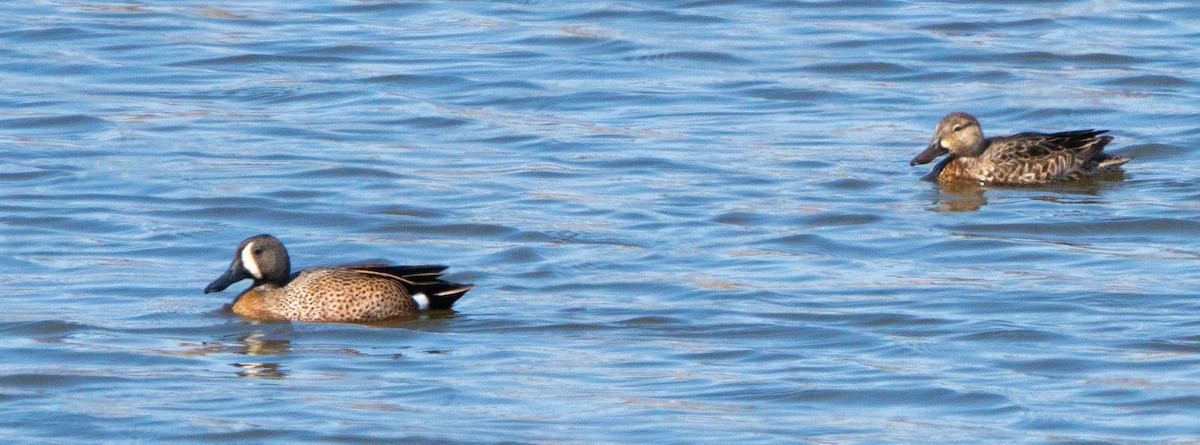 Blue-winged Teal - ML616690011