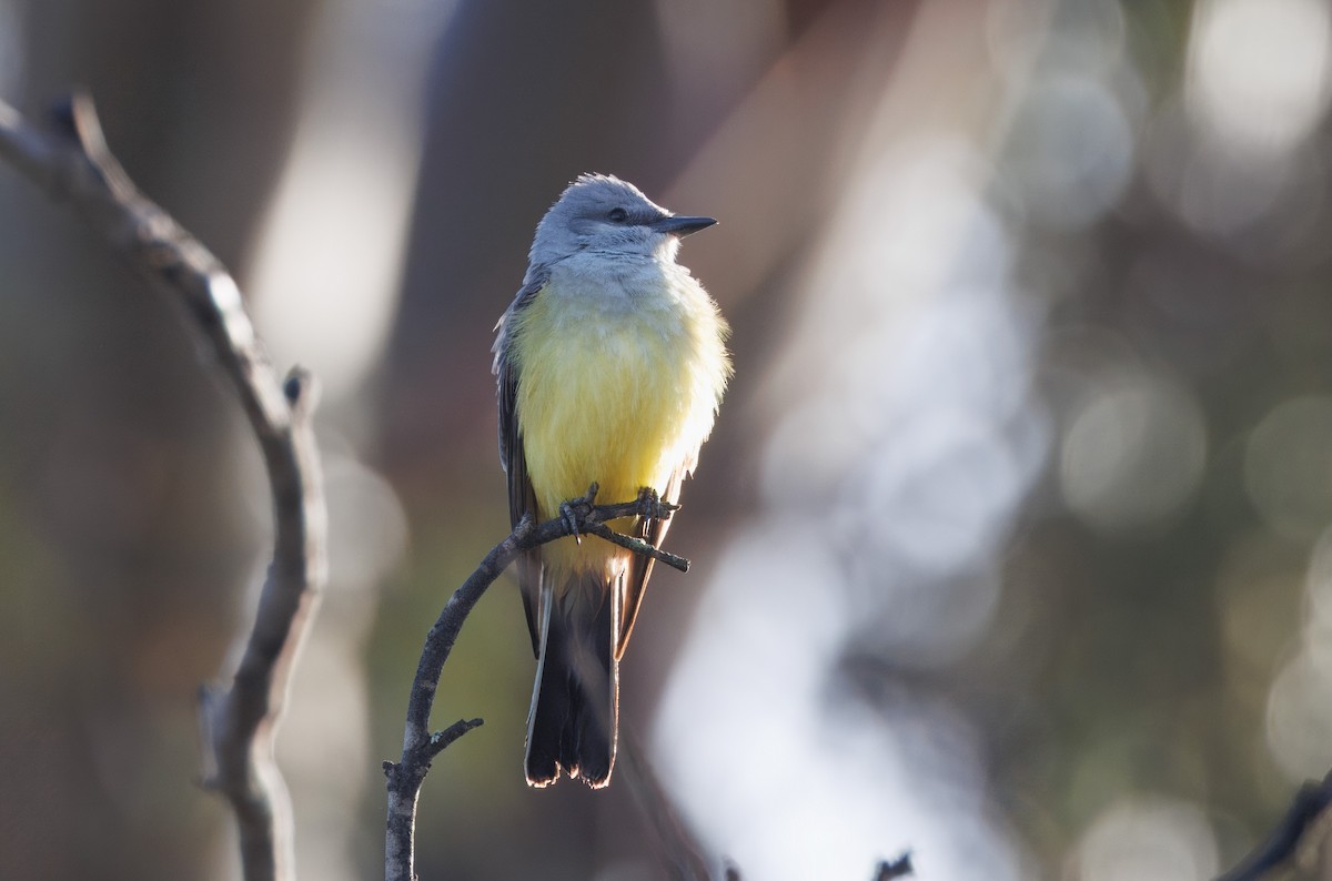Western Kingbird - John Callender