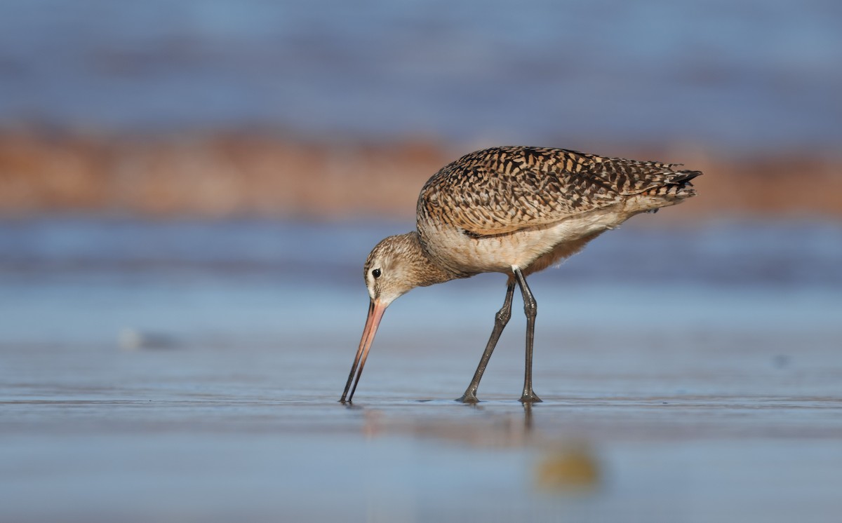Marbled Godwit - John Callender