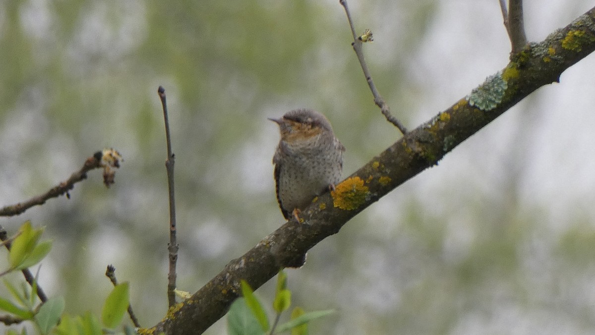 Eurasian Wryneck - ML616690172