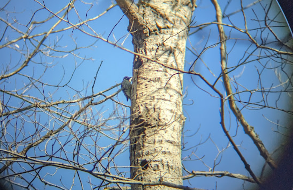 Yellow-bellied Sapsucker - Zach Peck