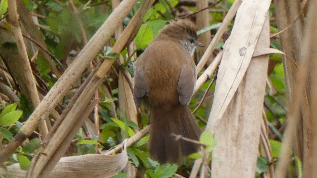 Cetti's Warbler - ML616690192