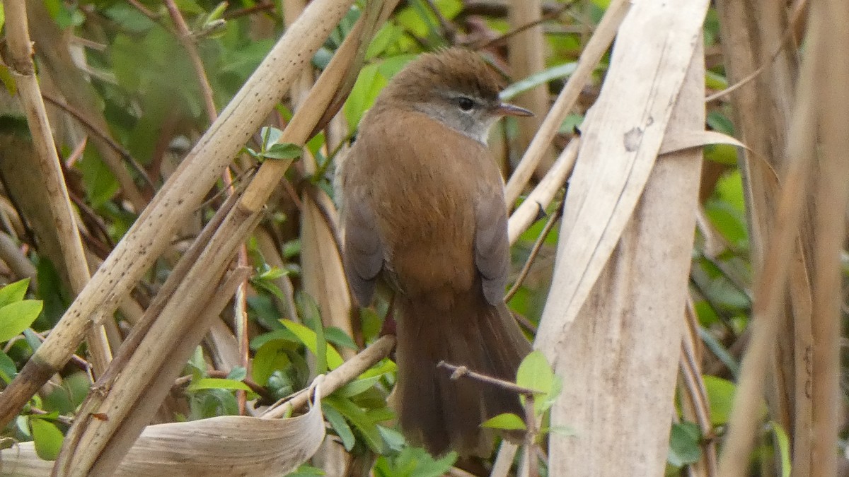 Cetti's Warbler - ML616690195