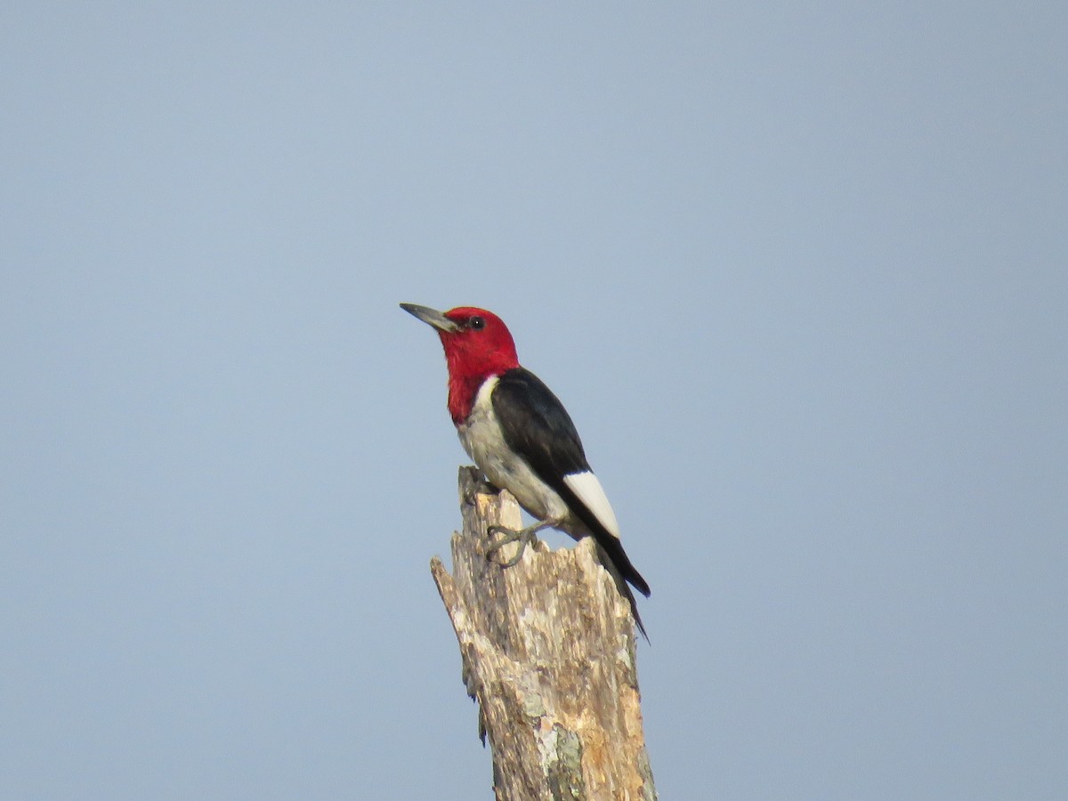 Red-headed Woodpecker - David Wolf