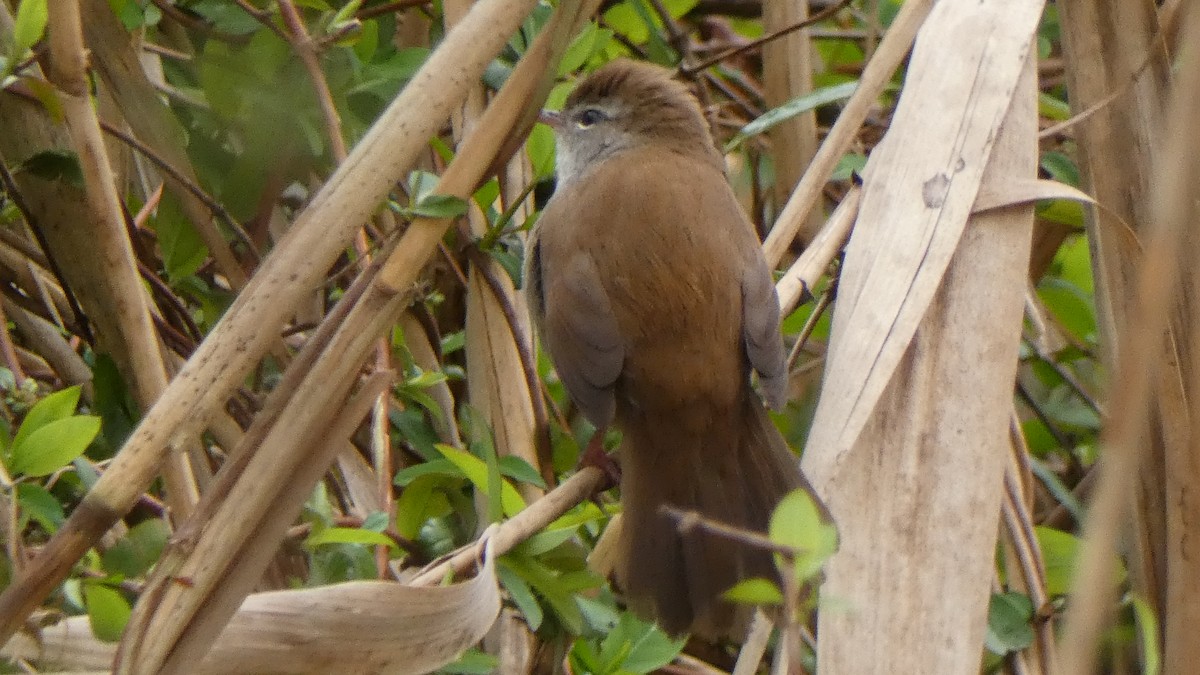 Cetti's Warbler - ML616690202
