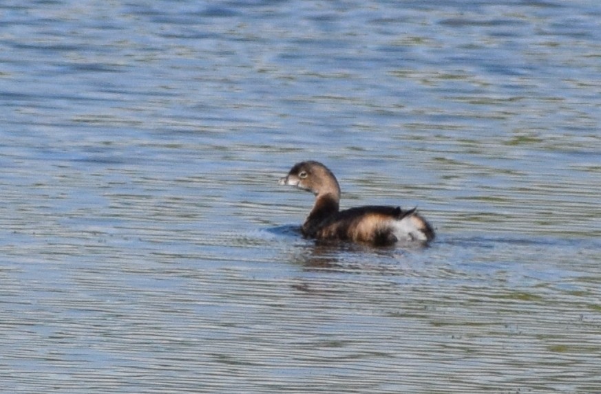 Pied-billed Grebe - ML616690211