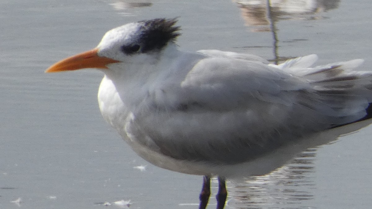 Royal Tern - ML616690231