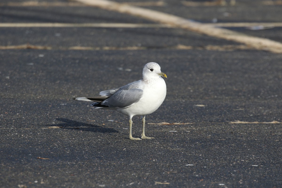 Common Gull (European) - David Funke