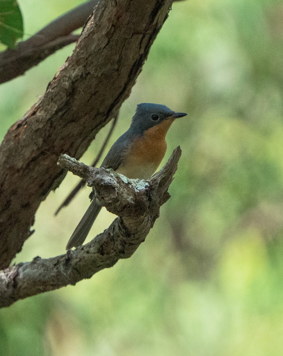 Leaden/Satin Flycatcher - ML616690271