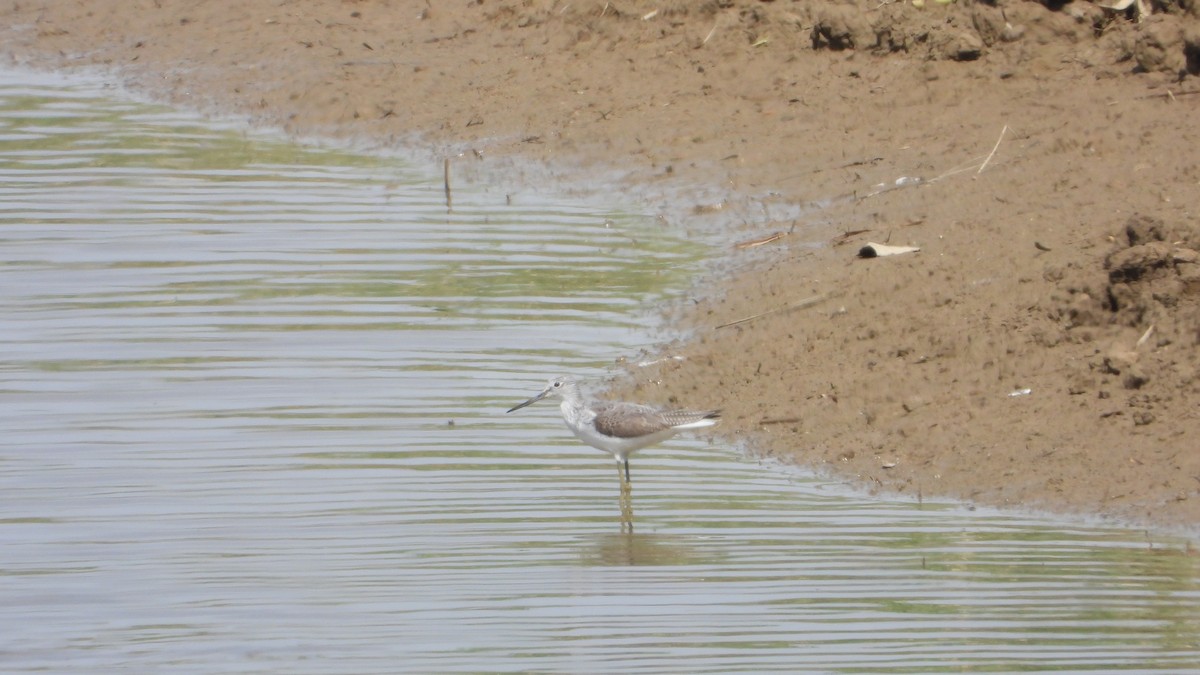 Common Greenshank - ML616690298