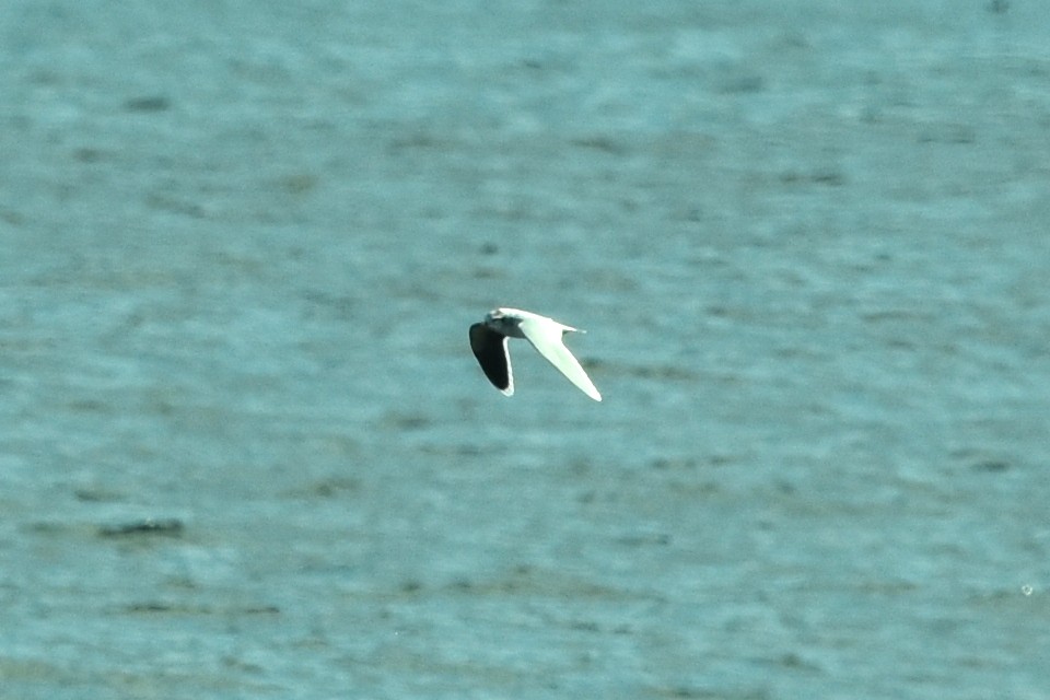 Mouette pygmée - ML616690345