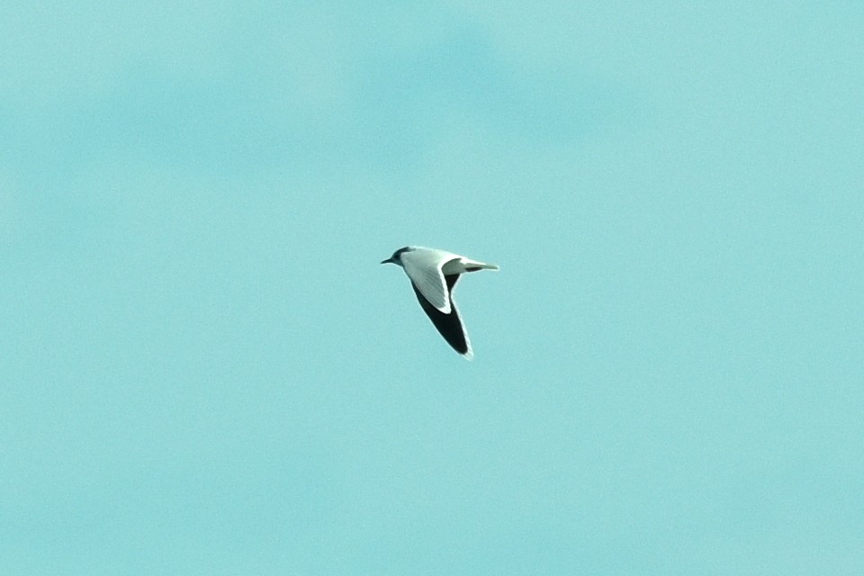 Mouette pygmée - ML616690356