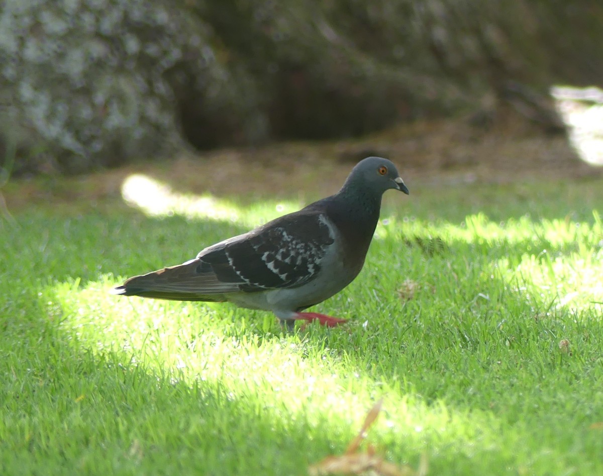 Rock Pigeon (Feral Pigeon) - ML616690368