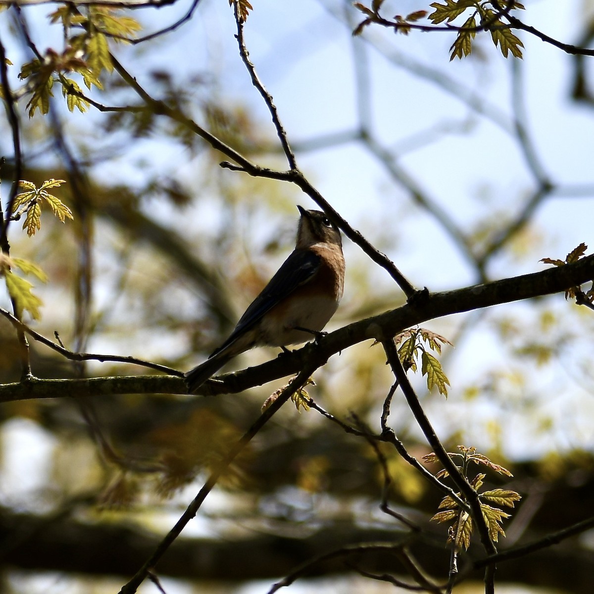 Eastern Bluebird - ML616690370