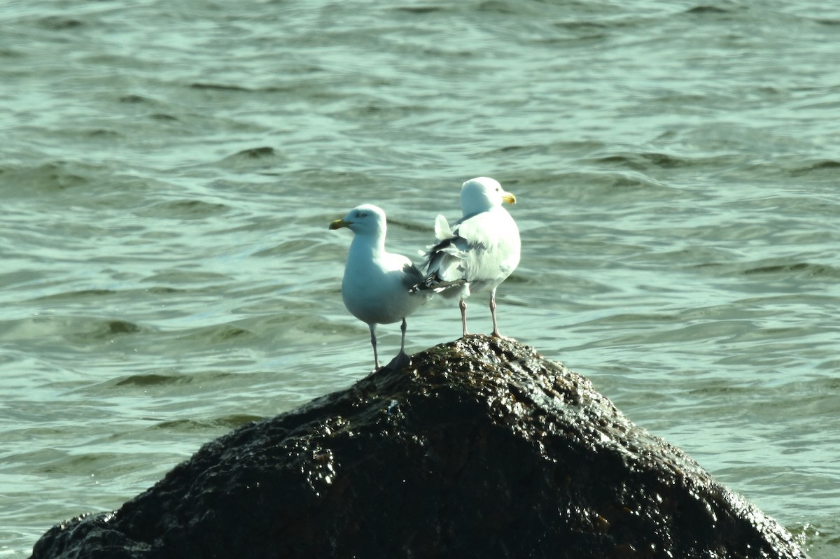 Gaviota Argéntea - ML616690371