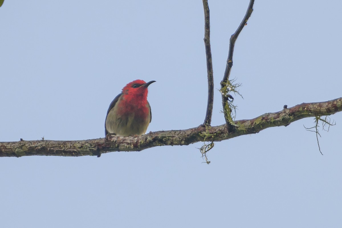 Sulawesi Myzomela - Stephen Davies