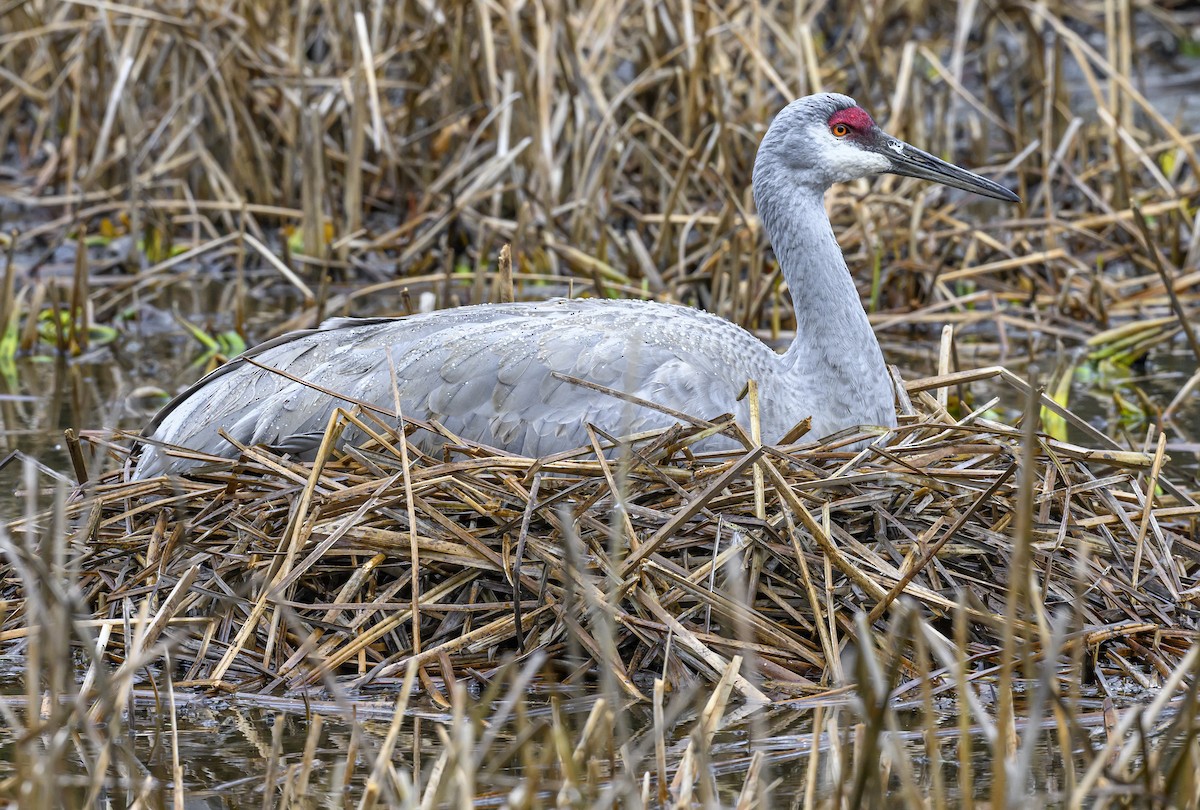 Sandhill Crane - ML616690465