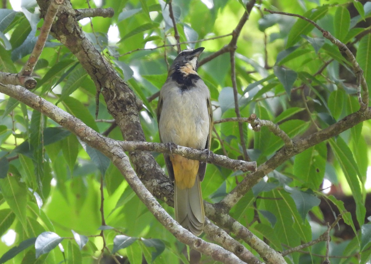 Buff-throated Saltator - ML616690466