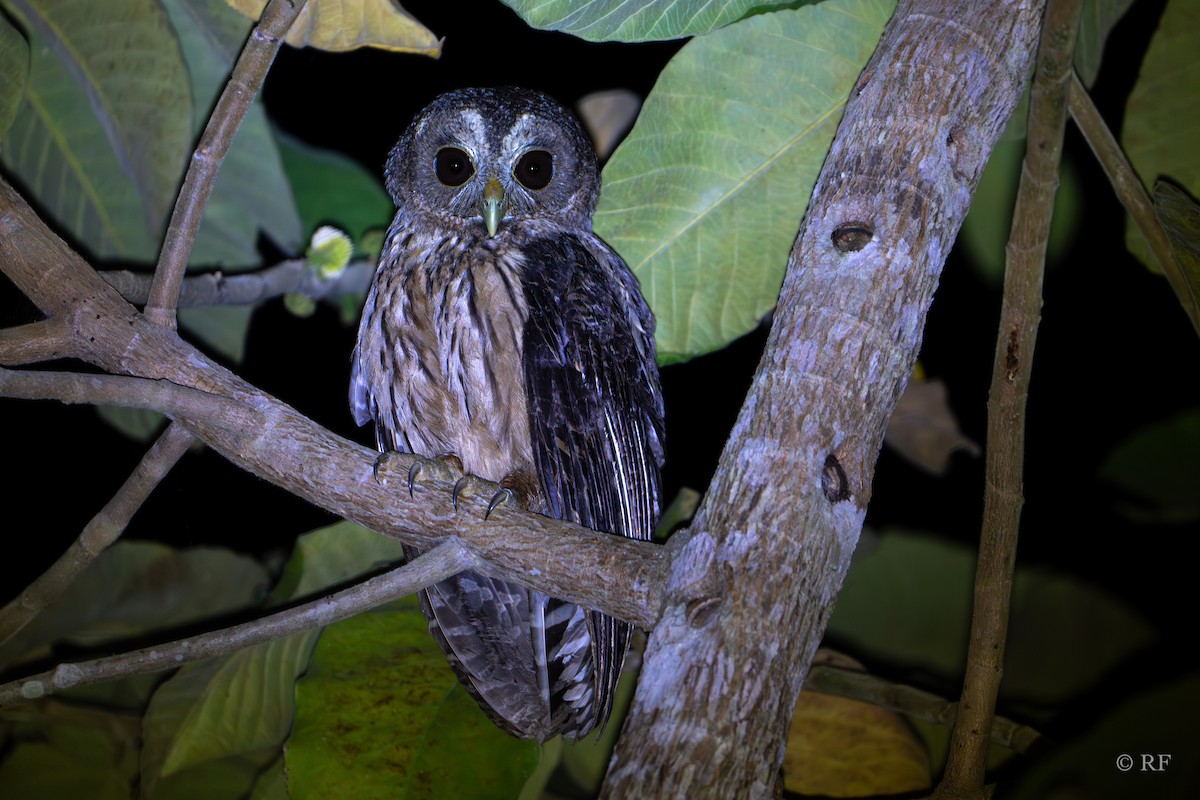 Mottled Owl - ML616690488