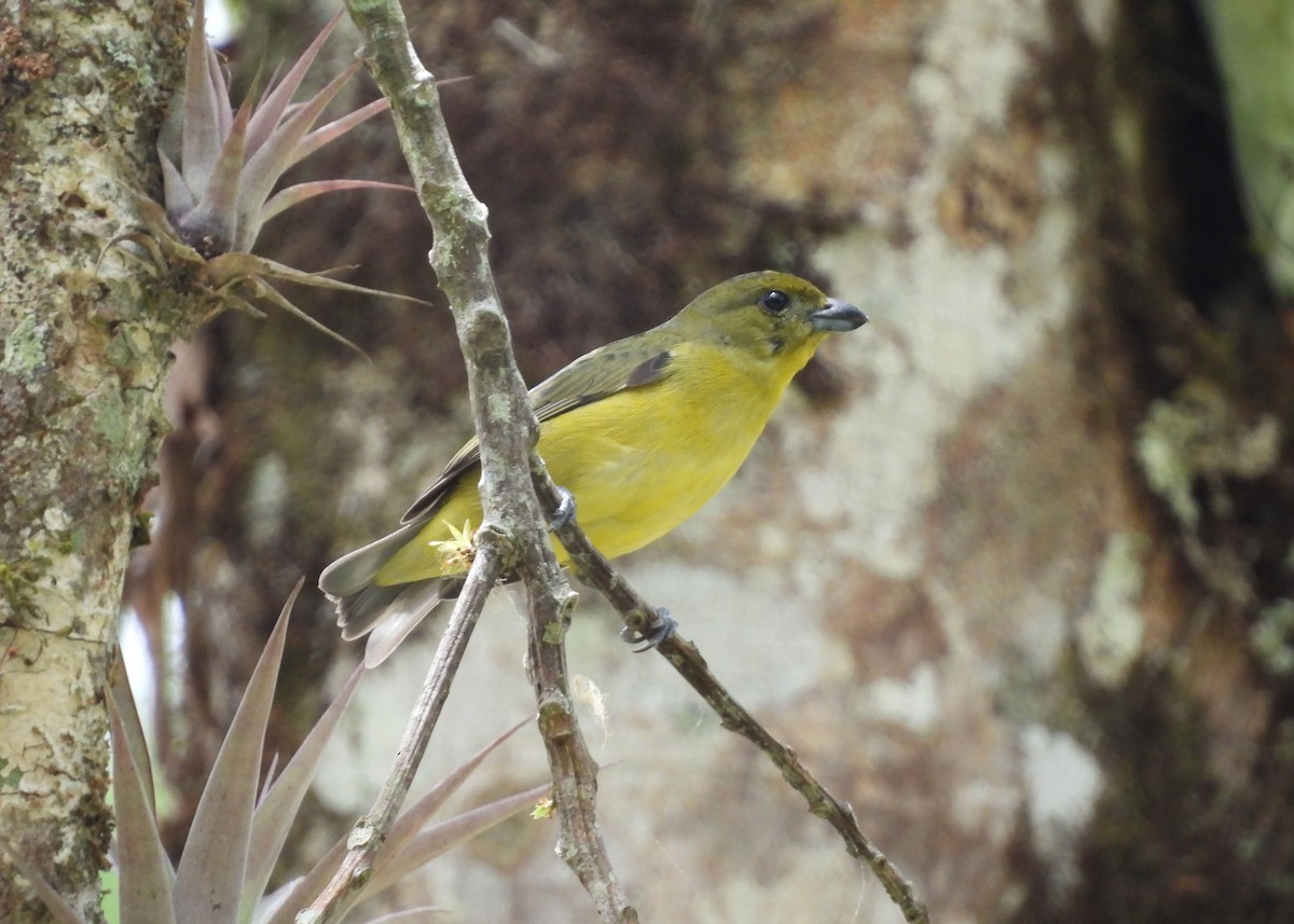 Thick-billed Euphonia - ML616690505