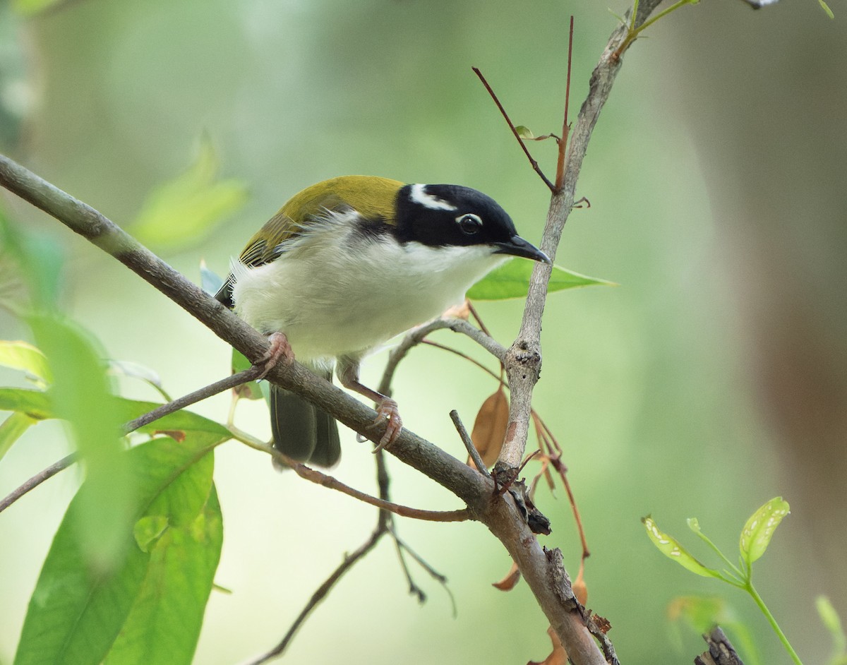 White-throated Honeyeater - ML616690516