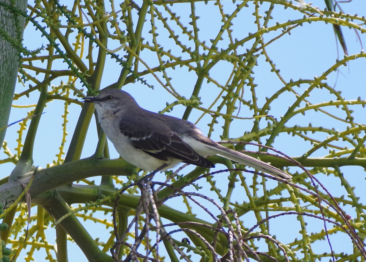 Northern Mockingbird - ML616690525