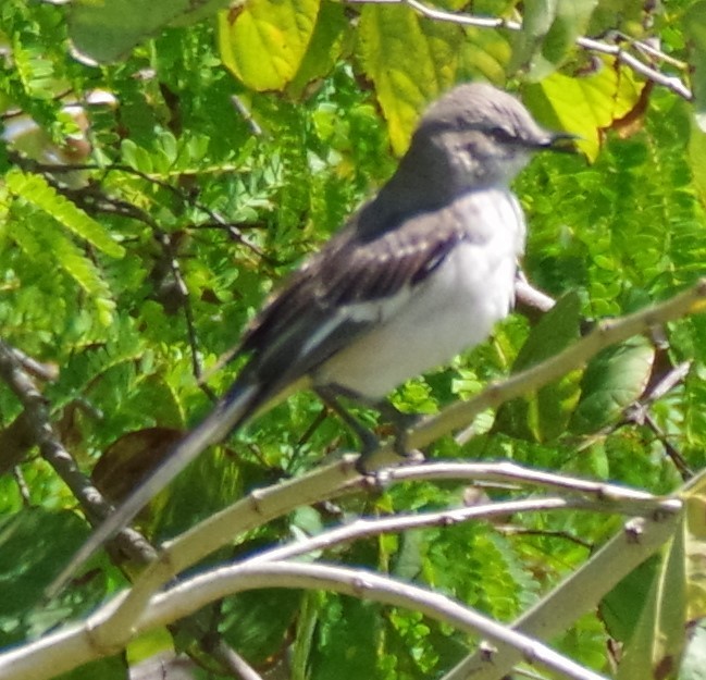 Northern Mockingbird - ML616690526