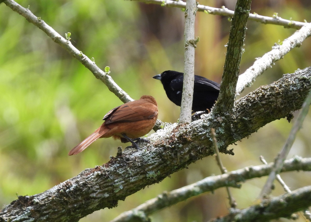 White-lined Tanager - ML616690551