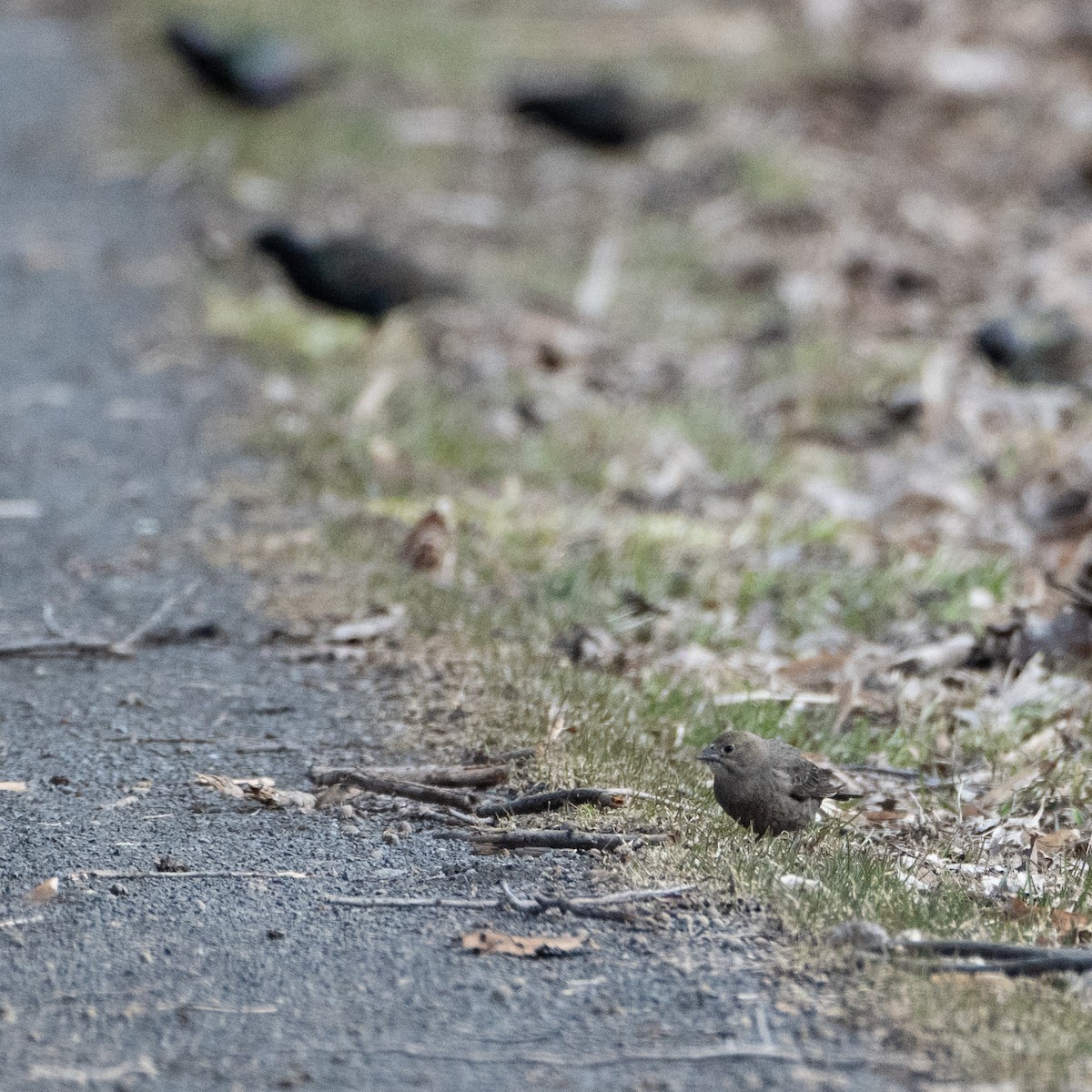 Brown-headed Cowbird - ML616690554