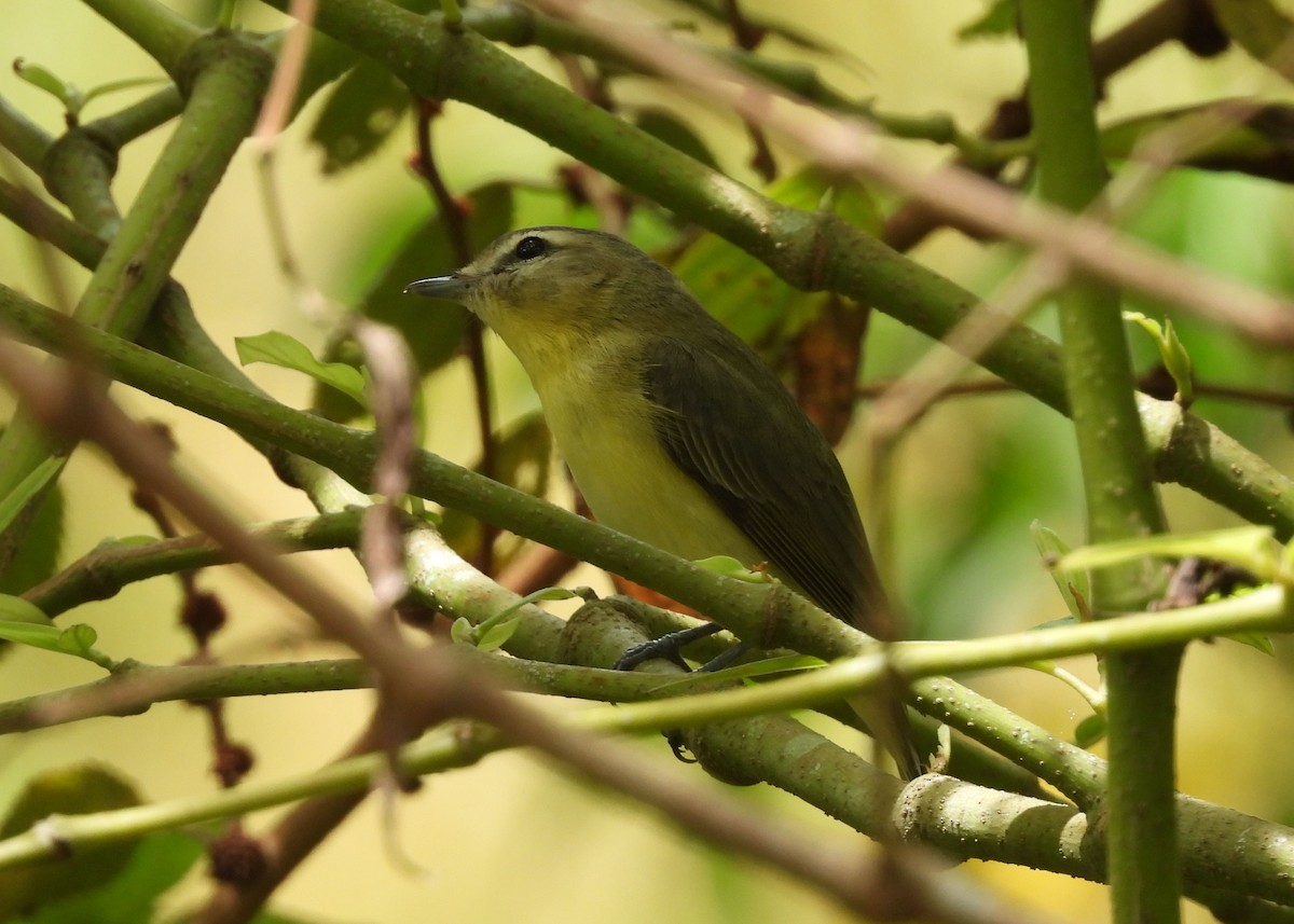 Philadelphia Vireo - María Vargas Valverde