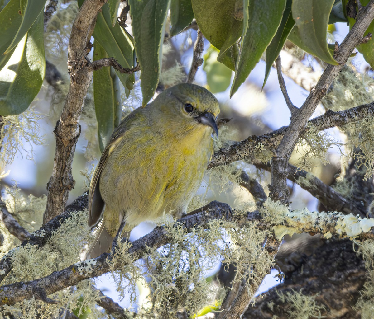 Amakihi de Hawai - ML616690582