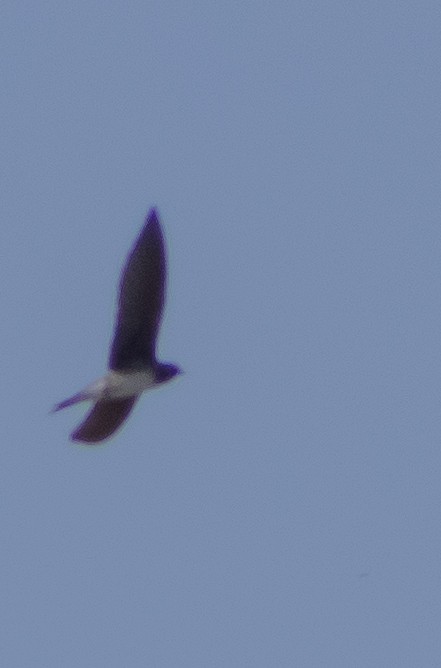 Northern Rough-winged Swallow - ML616690593