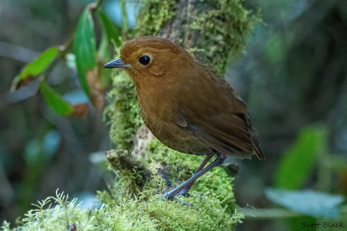 Equatorial Antpitta - Kathleen Black