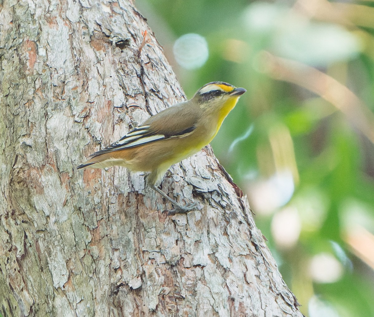 Streifenpanthervogel - ML616690617