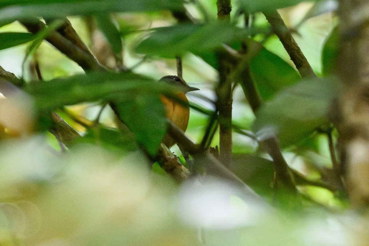 Sulawesi Blue Flycatcher - ML616690618