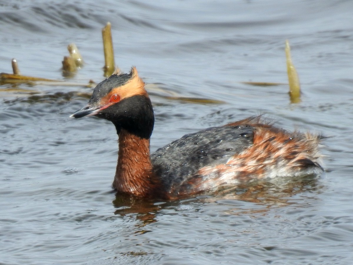 Horned Grebe - ML616690704