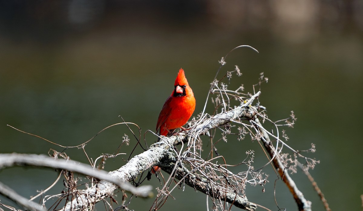 Northern Cardinal - Anonymous