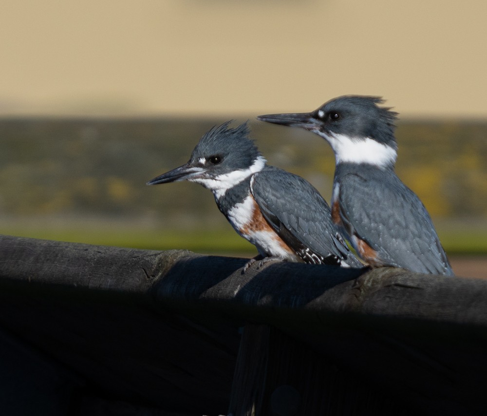 Belted Kingfisher - ML616690724