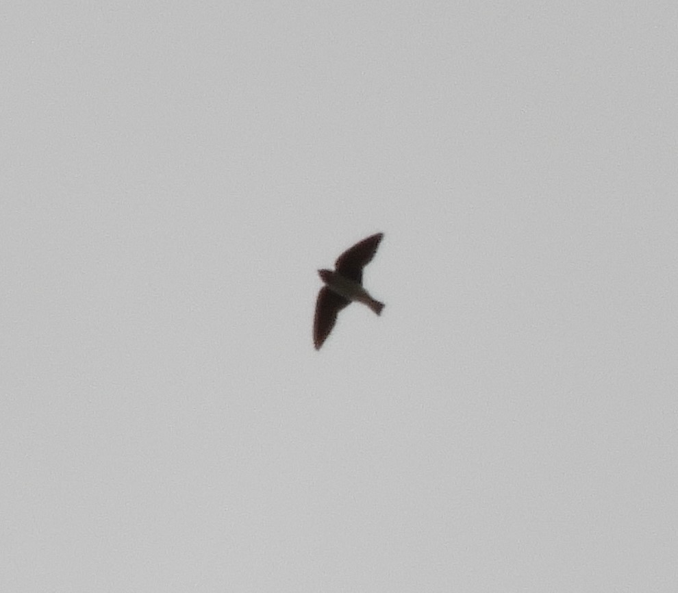 Cliff/Cave Swallow - ML616690795