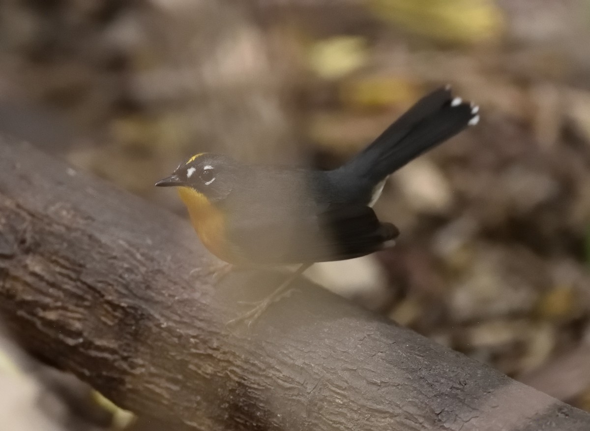 Fan-tailed Warbler - ML616690797