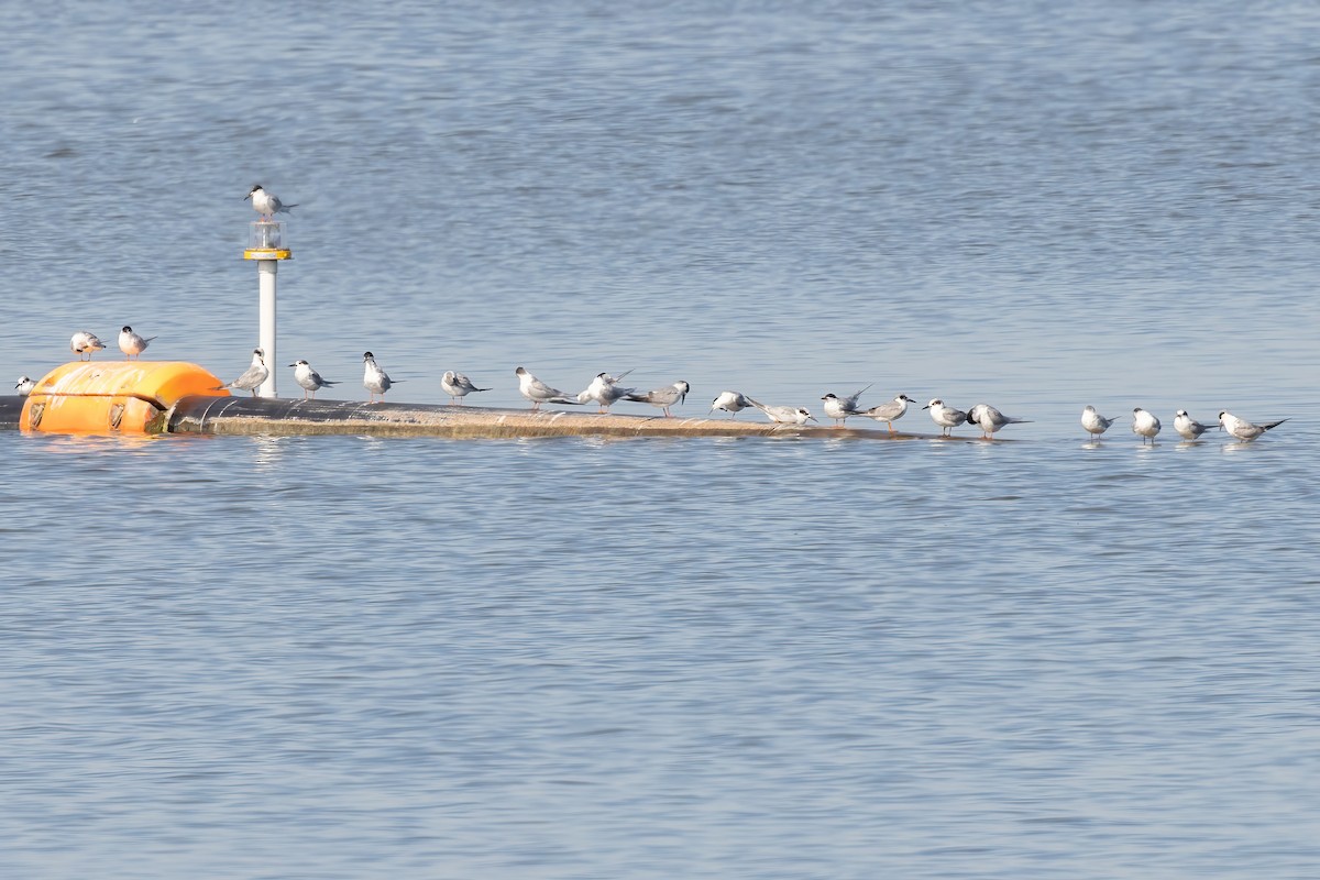 Forster's Tern - ML616690807