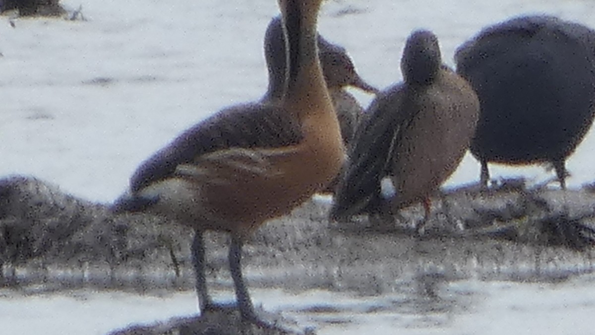 Fulvous Whistling-Duck - ML616690847