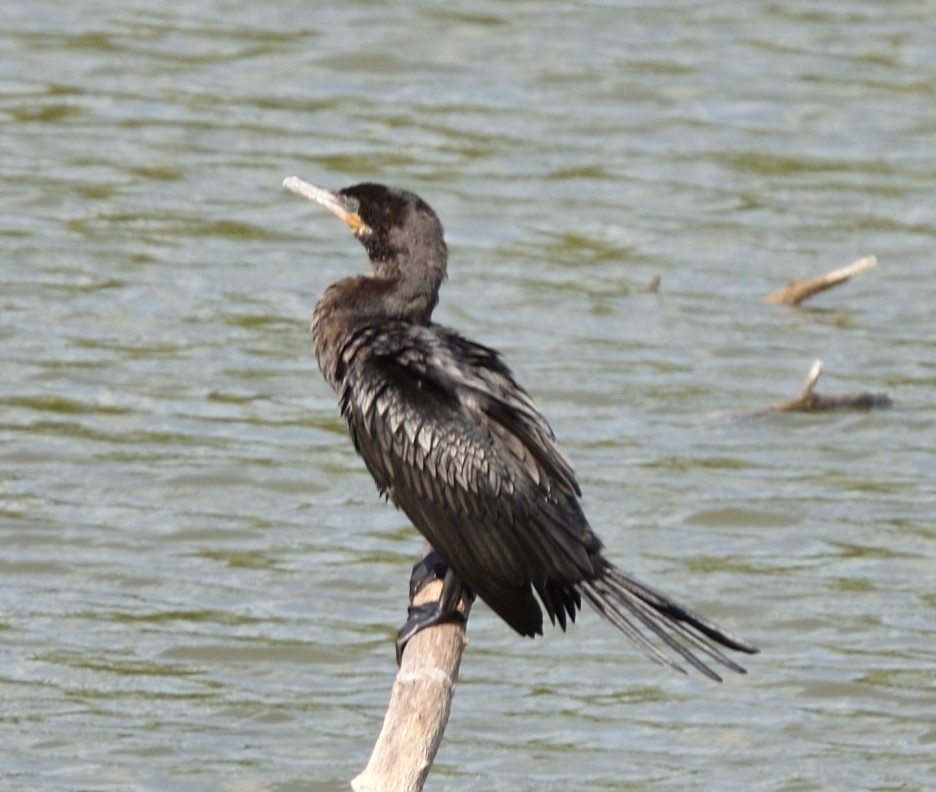 Neotropic Cormorant - ML616690853