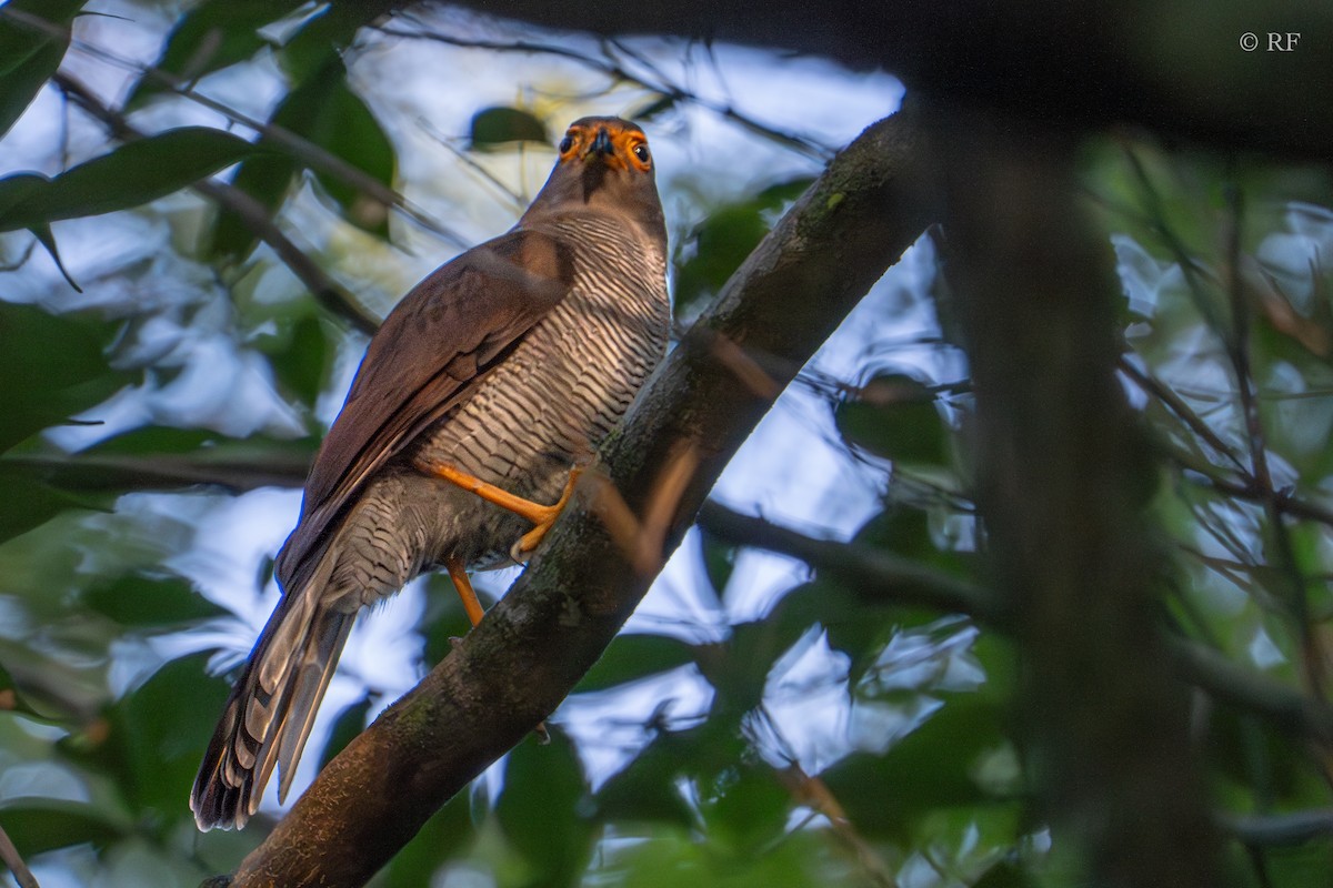 Barred Forest-Falcon - Roxie Fu