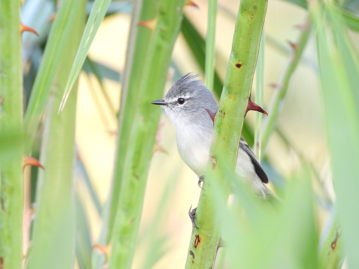 White-crested Tyrannulet - ML616690927