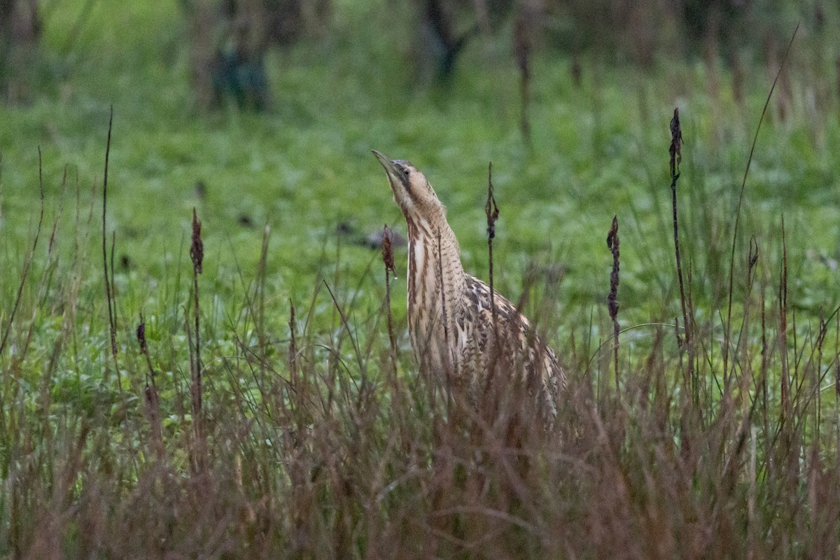 Great Bittern - Simone Stefanetti