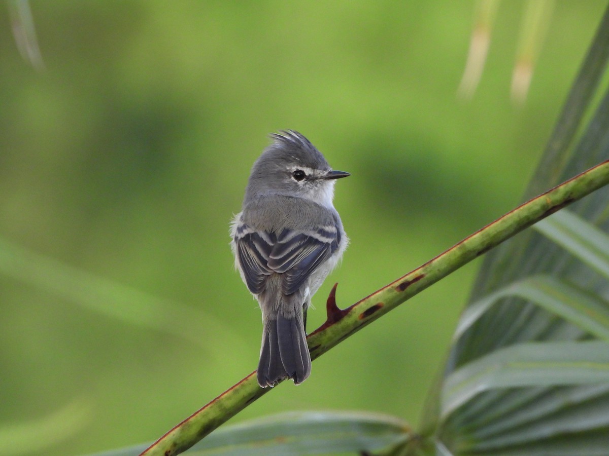 White-crested Tyrannulet - ML616690974