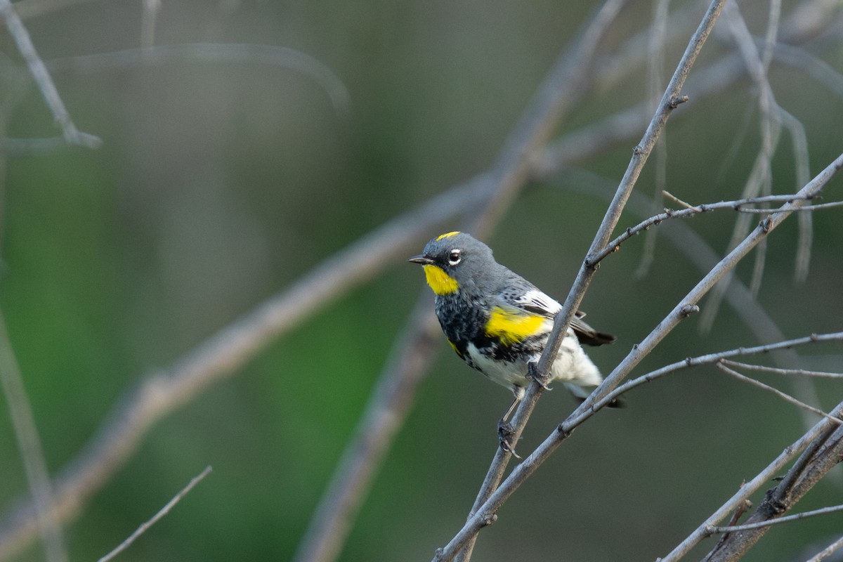 Yellow-rumped Warbler (Audubon's) - Dario Cantu