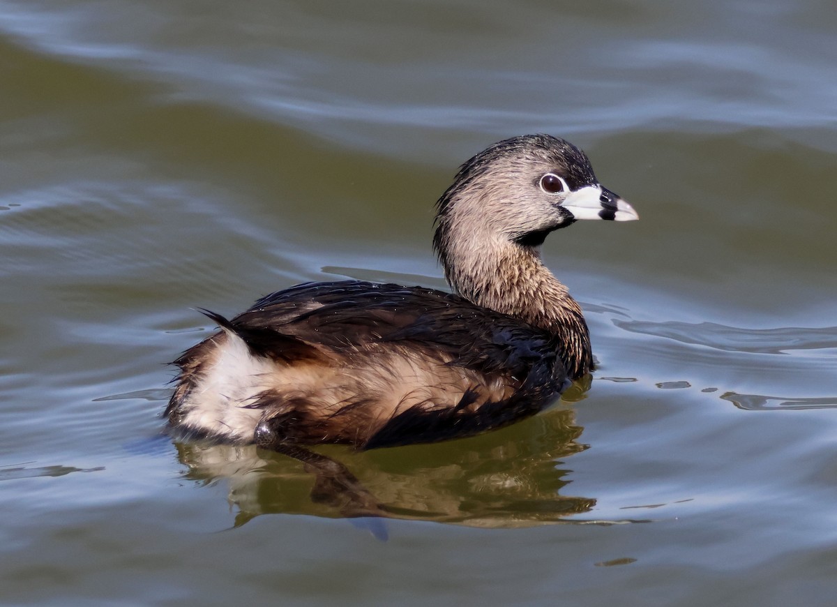 Pied-billed Grebe - Mark  Brown