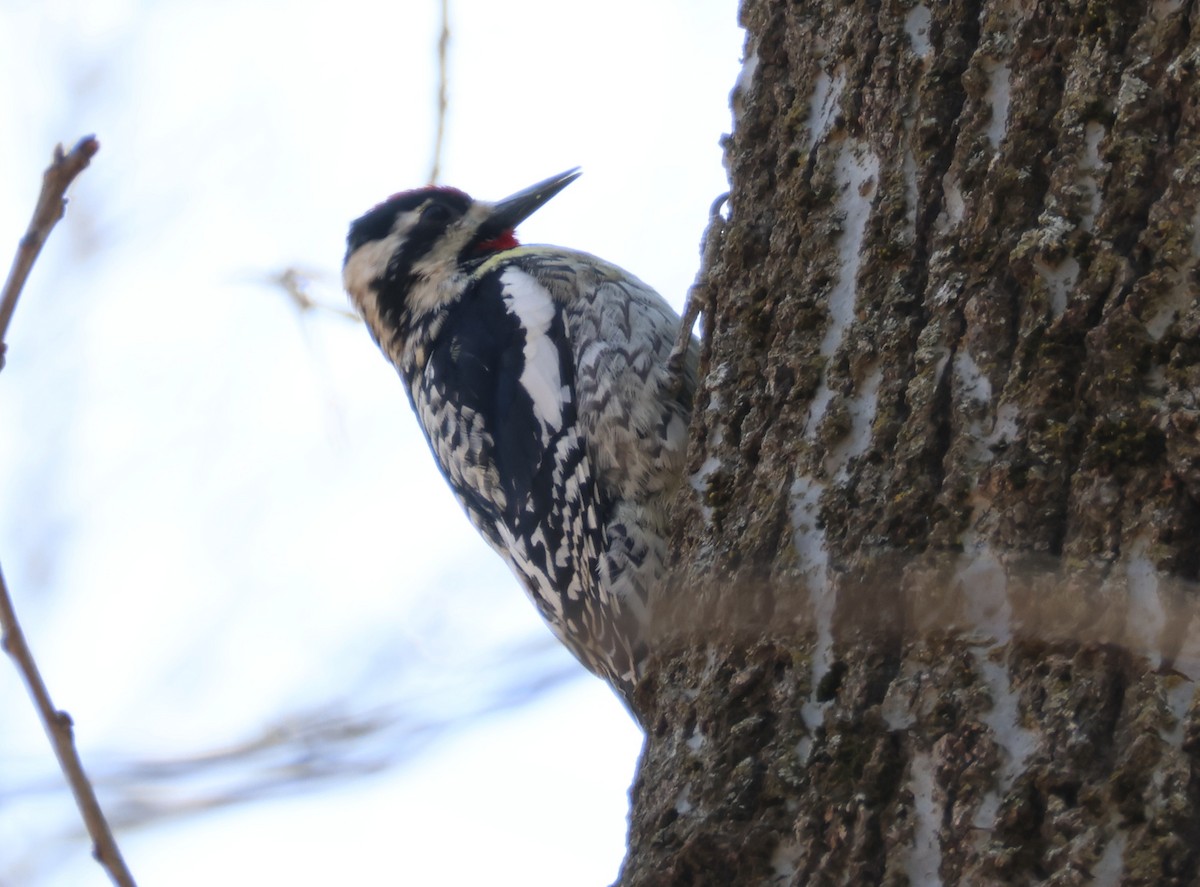 Yellow-bellied Sapsucker - ML616690991